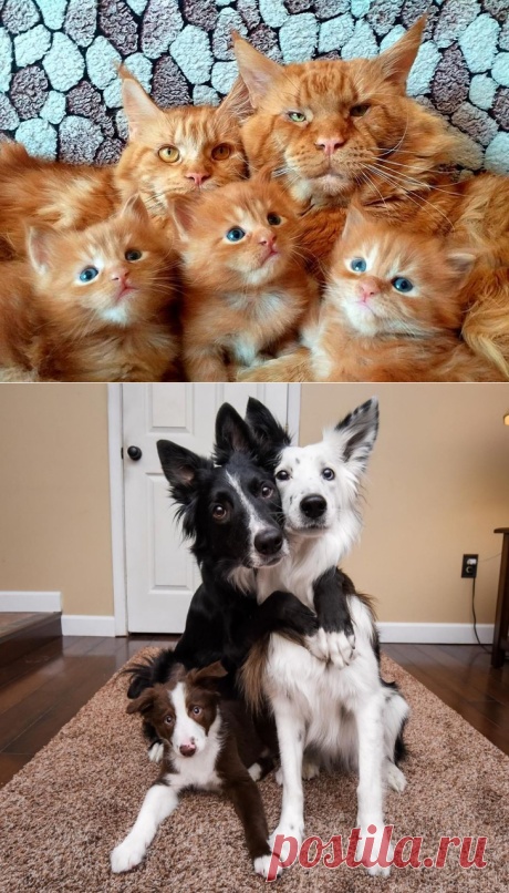 😍 7 очень милых семейных фото кошек и собак