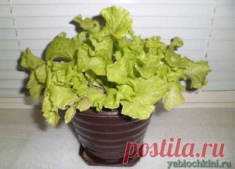 выращивание листового салата на подоконнике |