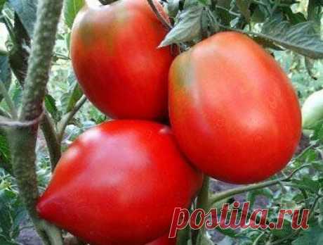ТОП-11 Минусинских сортов томатов для выращивания в любом регионе России | Антонов Сад | Яндекс Дзен