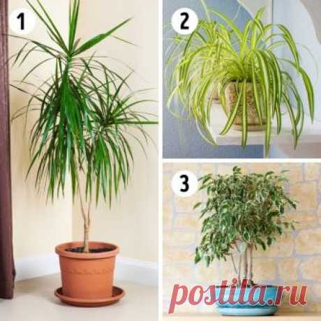 15 лучших растений для каждой комнаты в доме