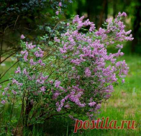 Сирень Мейера (Syringa meyeri), сорт «Палибин» (Palibin)