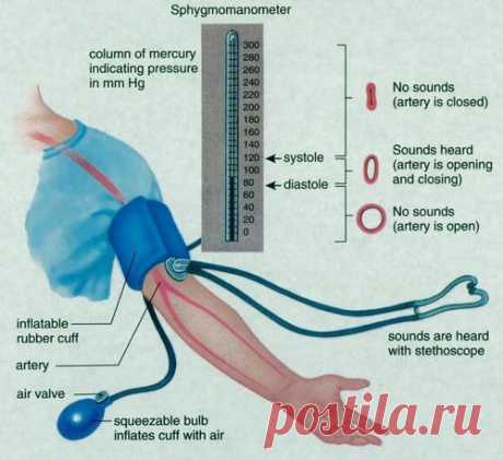Ошибки при измерении артериального давления - ПолонСил.ру - социальная сеть здоровья - медиаплатформа МирТесен