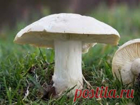Майский гриб (Calocybe gambosa) уже скоро в российских лесах. Отличные грибы, которые мало кто собирает | грибной критик | Яндекс Дзен