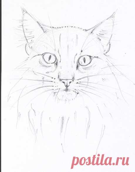 Рисуем кошачью мордочку — Сделай сам, идеи для творчества - DIY Ideas