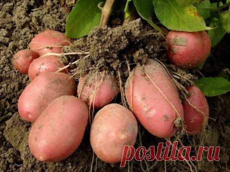 7 способов выращивания картофеля   =)