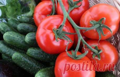 ТОП – 3 народных подкормок для помидоров и огурцов | Цветочный дом Самсон Букет | Яндекс Дзен