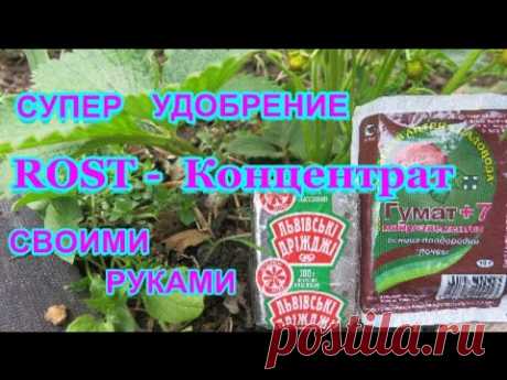 ДРОЖЖЕВАЯ подкормка +ГУМАТ 7 = ROST -КОНЦЕНТРАТ.СУПЕР УДОБРЕНИЕ  Yeast sourdough + HUMATE 7