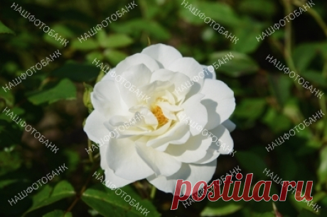 Белая роза в саду крупным планом Цветок белой розы крупным планом на размытом фоне зелёных листьев в саду солнечным летним днём. Садоводство, цветы в природе.
