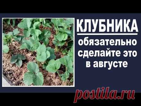 Уход за клубникой в августе  Не забудьте сделать это на клубнике в августе для будущего урожая