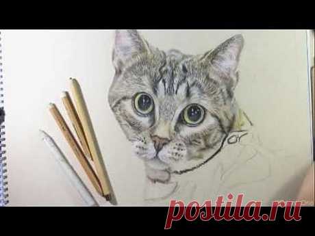Speed Drawing - Tabby Cat - YouTube