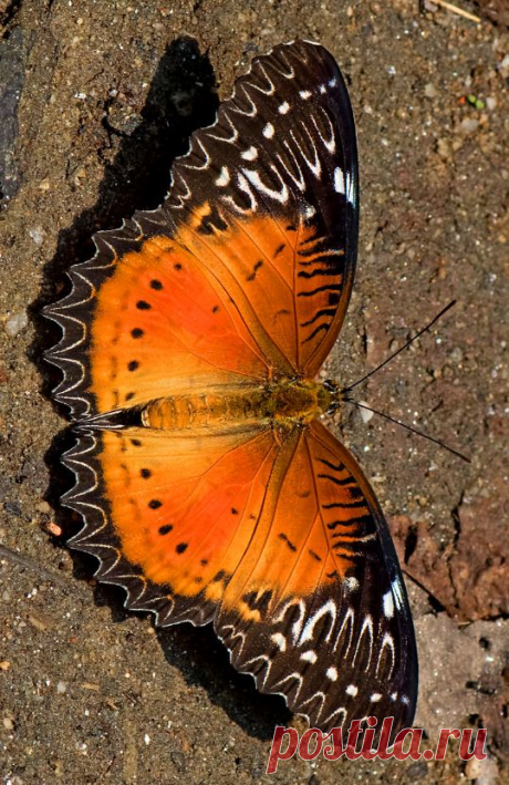Cethosia (лат.) — род бабочек семейства нимфалид