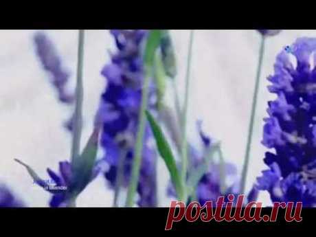 Ladies in Lavender - JOSHUA BELL - YouTube