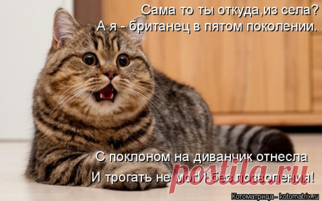 Котоматрица: Свежак