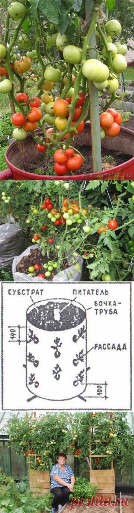 Как вырастить помидоры в бочке - Просто!))).