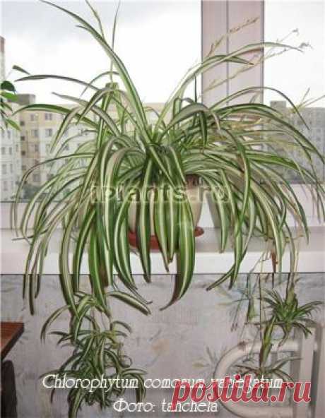 Хлорофитум Chlorophytum - Комнатные растения и цветы