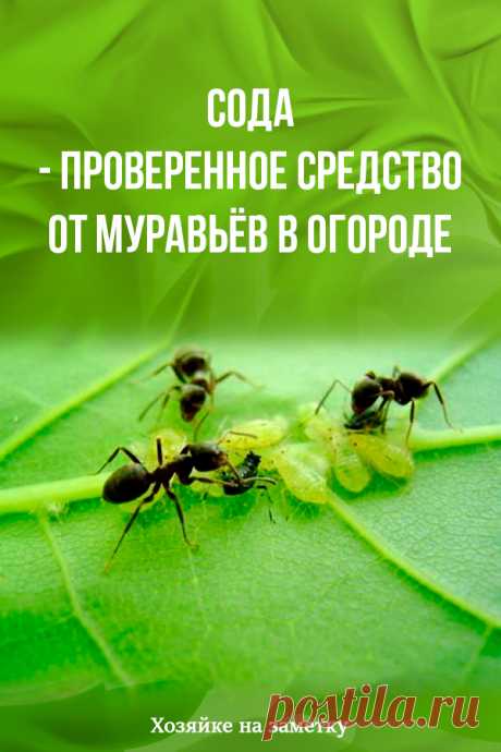 Сода — проверенное средство от муравьёв в огороде