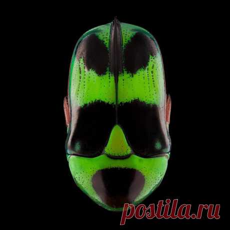 Спины насекомых как маски: фотопроект Паскаля Гота (Pascal Goet) — Фотоискусство