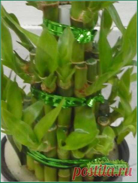 Комнатный бамбук уход, размножение цветка, домашний бамбук в воде