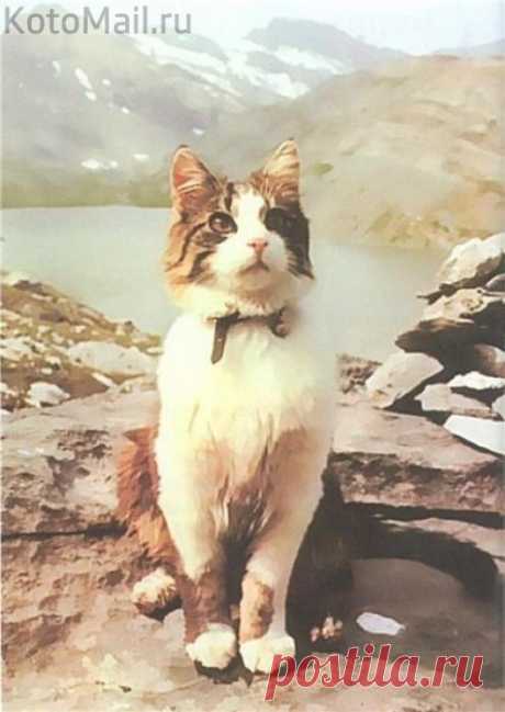Швейцарский кот-альпинист Томба | KotoMail.ru