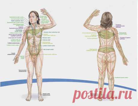 Малоизвестный способ оздоровления: лимфостимуляция по Костерову - Образованная Сова