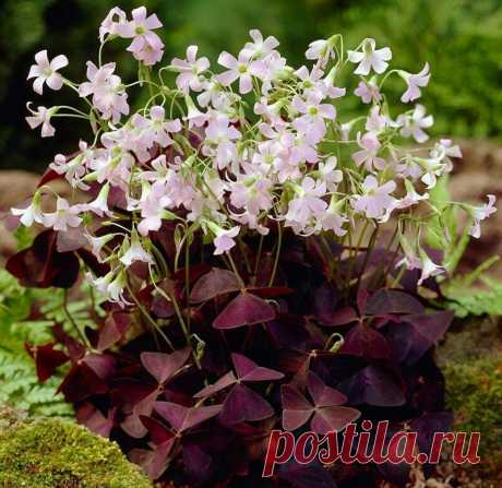 Кислица (Oxalis)