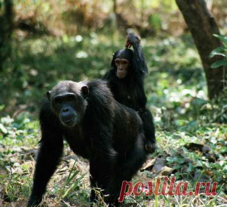 7 января 1974 года в Танзании началась Война Шимпанзе, вовлекшая три клана и продлившаяся четыре года. Удивительная история из мира животных, так похожего на мир людей – в материале Анастасии Бариновой.