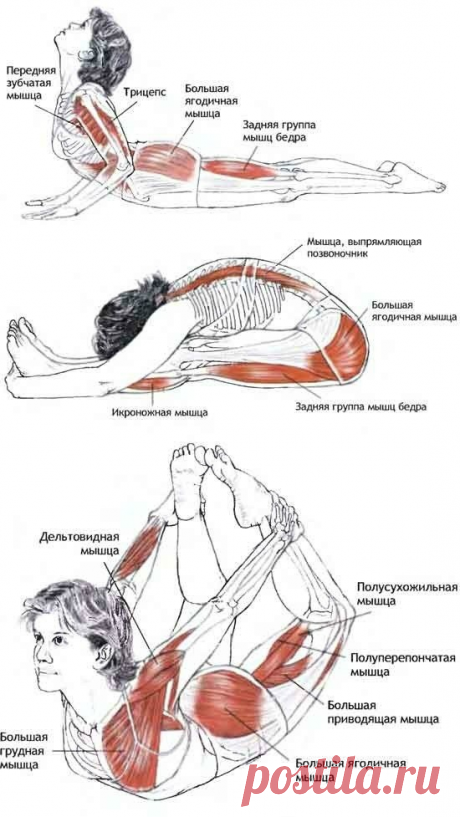 АНАТОМИЯ ЙОГИ (РАСТЯЖКИ)