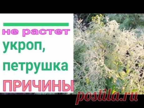 🌱❓ ПОЧЕМУ НЕ РАСТЕТ УКРОП И ПЕТРУШКА. СПРАШИВАЕТЕ - ОТВЕЧАЮ. 9 ОСНОВНЫХ ПРИЧИН