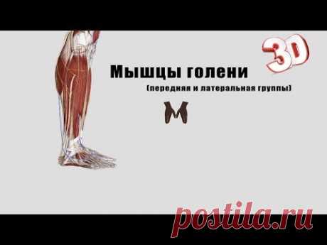 Мышцы голени (передняя и латеральная группы) - детальный обзор 3Д