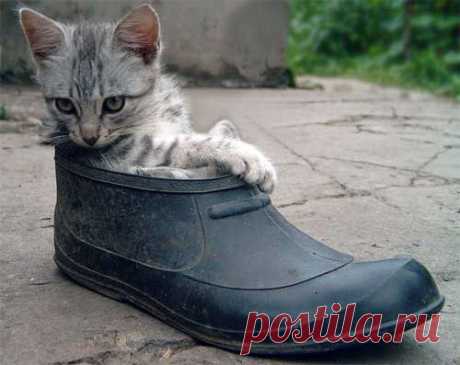 Как недавно стало известно, у кота в сапогах есть котята в калошах)))