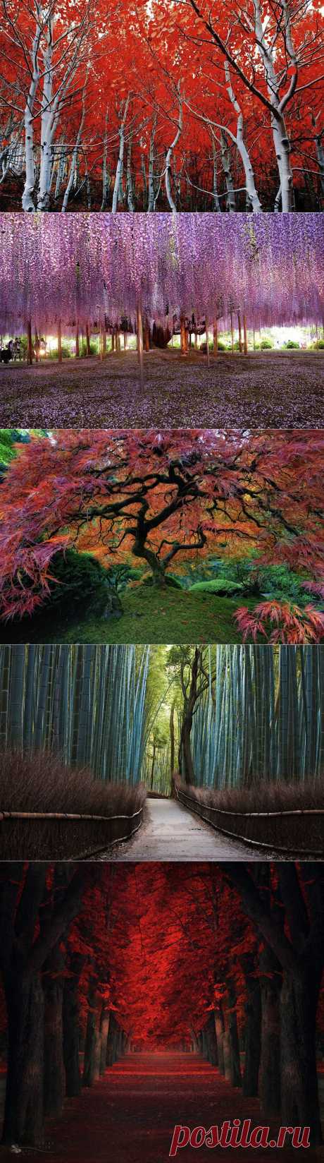 Самые красивые деревья в мире | РОЗЫ