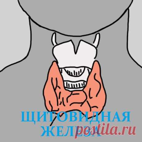 12 признаков того, что надо проверить щитовидную железу. Скрытый враг — гипотиреоз