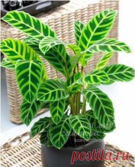 Домашние растения - Калатея. Общее описание. Технология выращивания Калатеи в комнатных условиях.