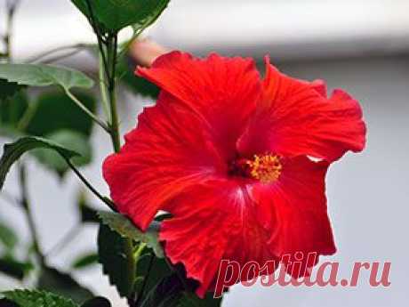 Цветок китайская роза – уход в домашних условиях: размножение и обрезка китайской розы; домашние китайские розы из семян