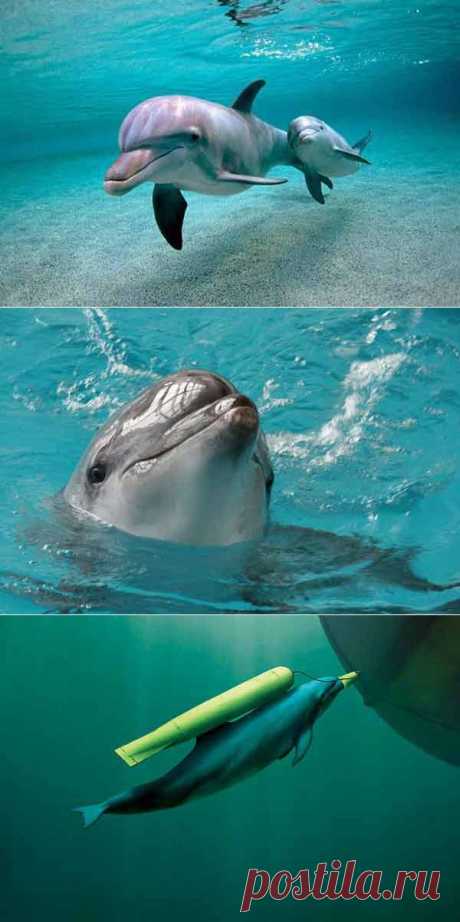 Дельфины. | Разно Всяко