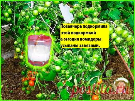 Посоветовали подкормить помидоры такой подкормкой и теперь они усыпаны завязями. Делюсь опытом | Дачник на пенсии | Яндекс Дзен