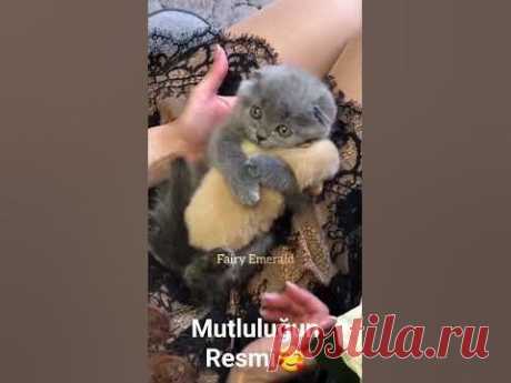 Mutluluğun Resmi🥰 #shorts #pati #pet #pets #cat #dog #nature #keşfet #reels #viral #love @ndogaltv