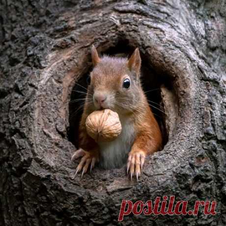 Squirrel Tree Pasture - Free photo on Pixabay