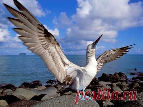 Необычная птица голубоногая олуша