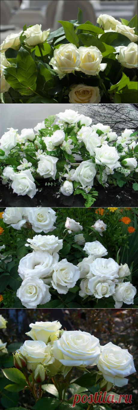 Красивые белые розы фото | Букеты белых роз фото