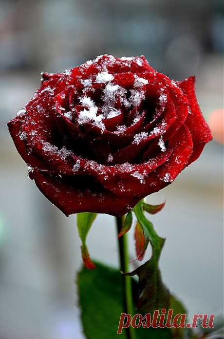 ʁwи ǝоw - Любовь — «Душа моя - заснеженная роза» на Яндекс.Фотках