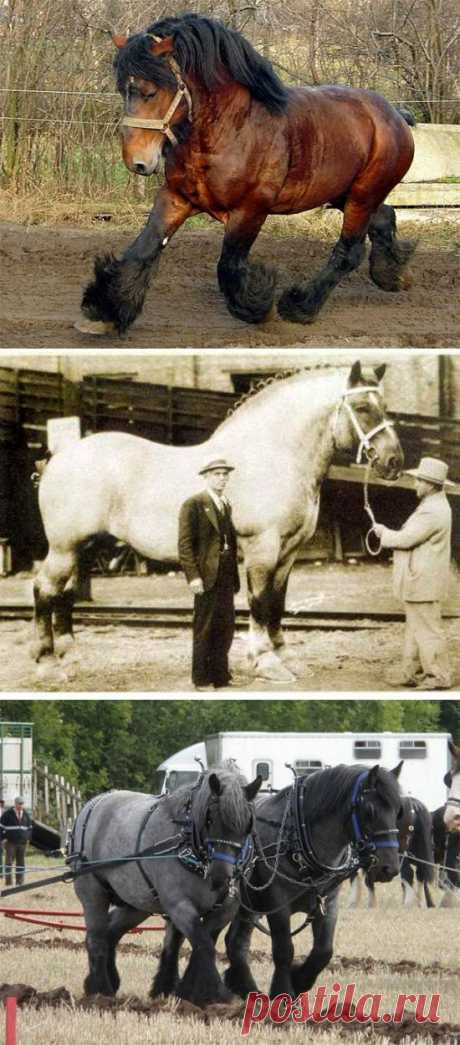 Самые – самые лошади фото, топ-10 самые лучшие в мире лошади, самая крупная большая высокая лошадь, самая маленькая долгоживущая сильная лошадь планеты, самая резвая быстрая высоко далеко прыгающая лошадь, самая плодовитая кобыла самая длинная грива у лошади, самая дорогая лошадь, самое тяжелое сердце лошади, фото интересные факты