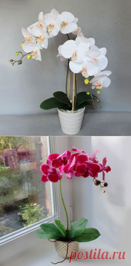 9 правил, благодаря которым орхидея будет буйно цвести круглый год.