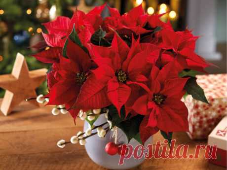 poinsettias grandes en punto de cruz para cojines de navidad - Búsqueda de Google