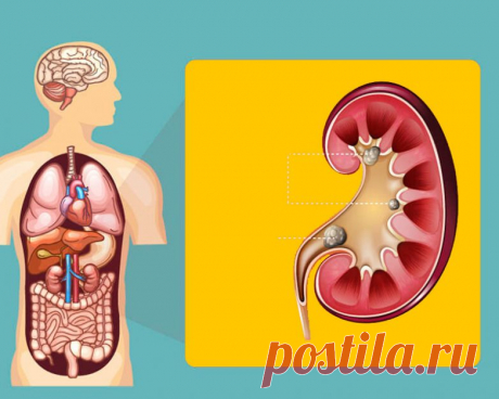 Лучшие продукты для здоровья почек / Будьте здоровы