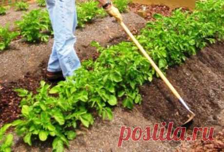 Посадка картофеля по методу Митлайдера: методика выращивания, преимущества