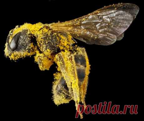 А пчёлочка злотая......куда же ты летишь...=)))))-Домой,с нектаром!