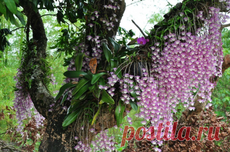 «Дерево с орхидеями в дикой природе.» — карточка пользователя Светлана Ш. в Яндекс.Коллекциях
