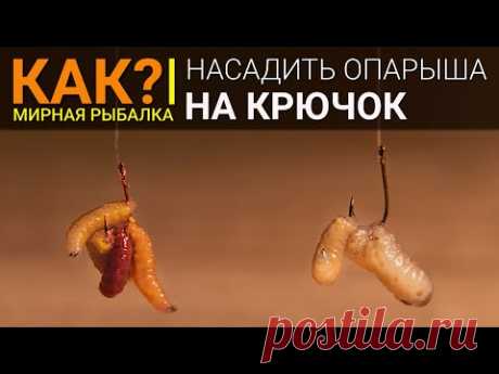 Как насадить опарыша на крючок правильно?