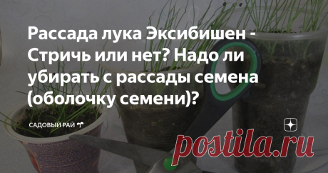 Рассада лука Эксибишен - Стричь или нет? Надо ли убирать с рассады семена (оболочку семени)?